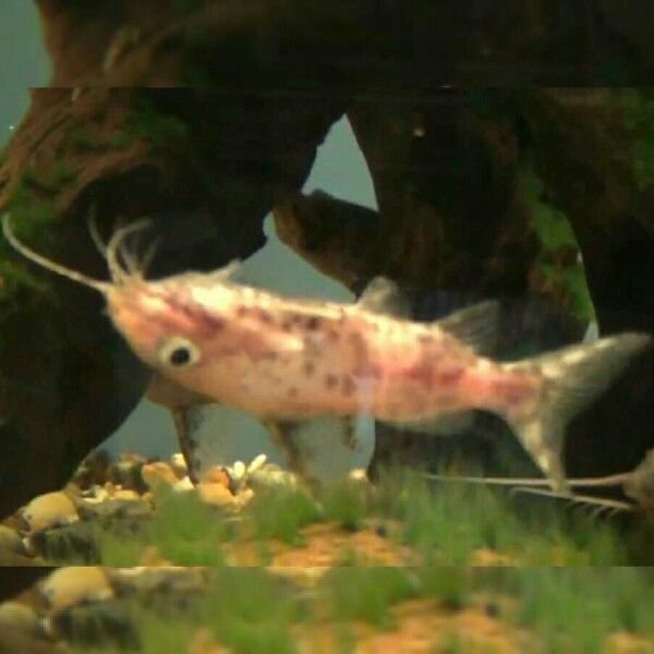 Upside Down Catfish