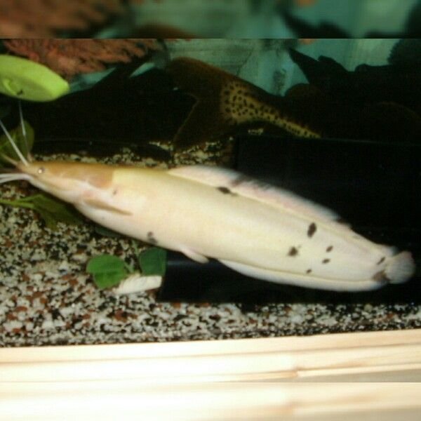 White Spotted Catfish