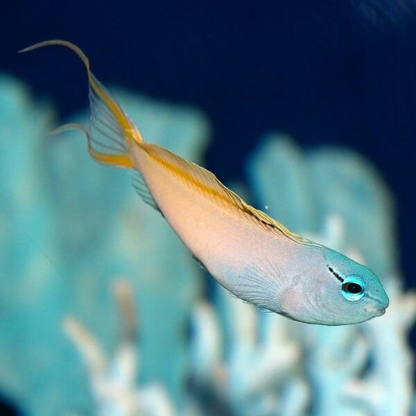 Yellow Blue Blenny