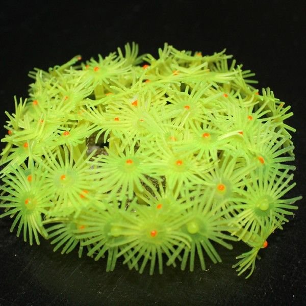 Yellow Polyps