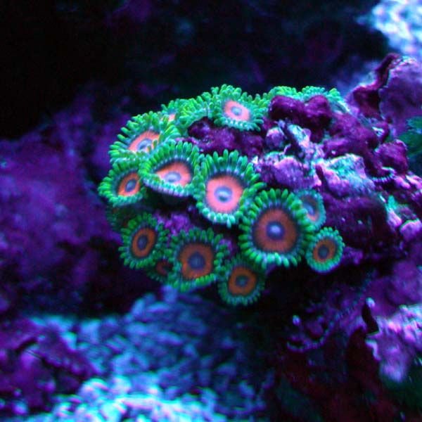 Zoanthids Eagle Eyes Polyps
