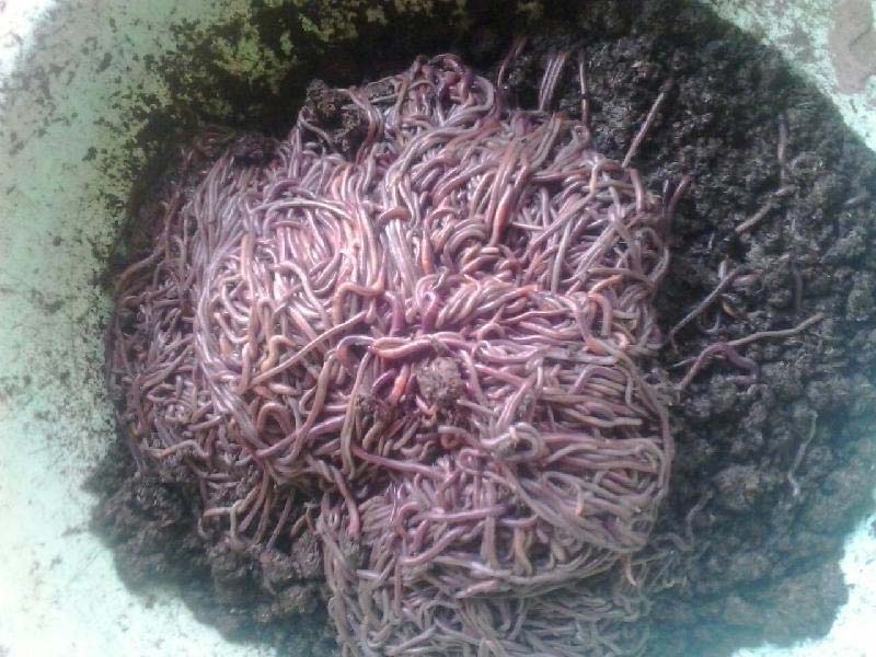 Earthworms 01