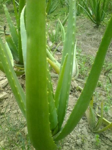 Aloe Vera Plant 02
