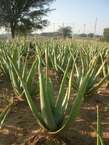 Aloe Vera Plant 03