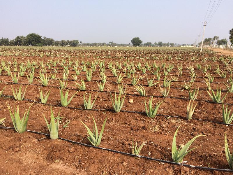 Aloe Vera Plant 04