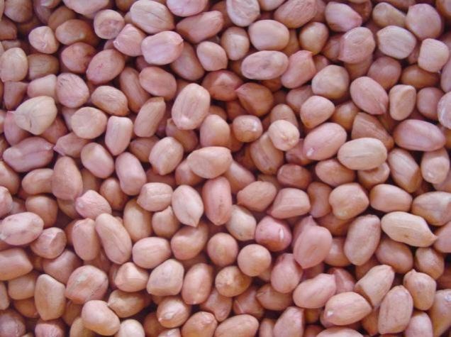 Groundnut Kernels 01