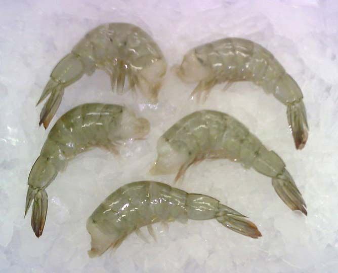 Frozen Vannamei Shrimp 01
