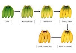 Banana Ripening Chamber 02