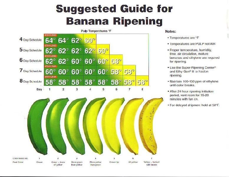 Banana Ripening Chamber 04