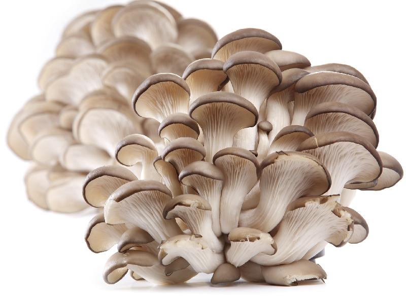 Oyster Mushroom 01