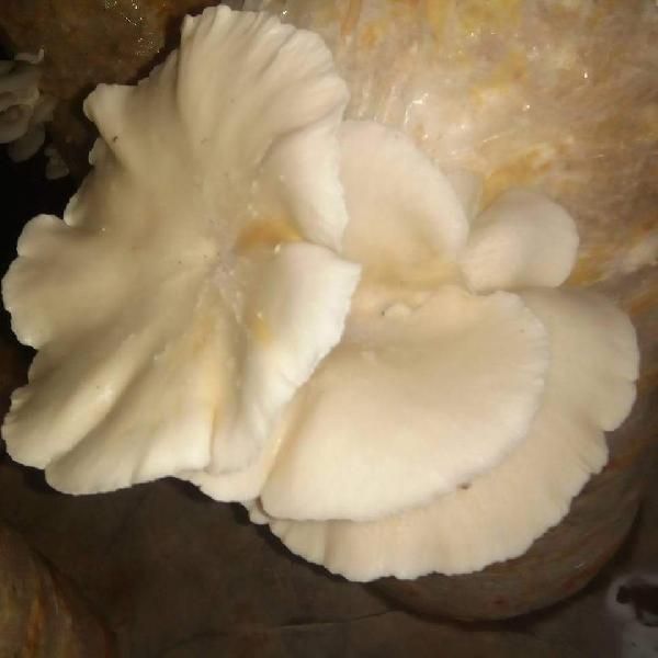 Oyster Mushroom 02