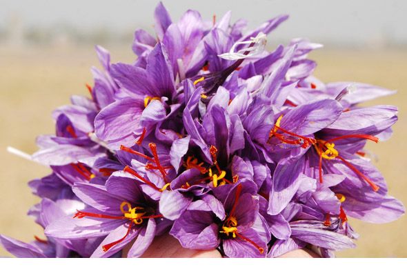 Kashmiri Saffron 02