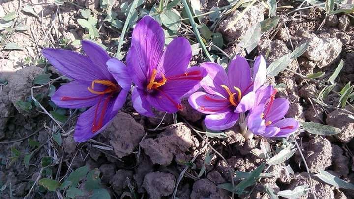 Kashmiri Saffron 05