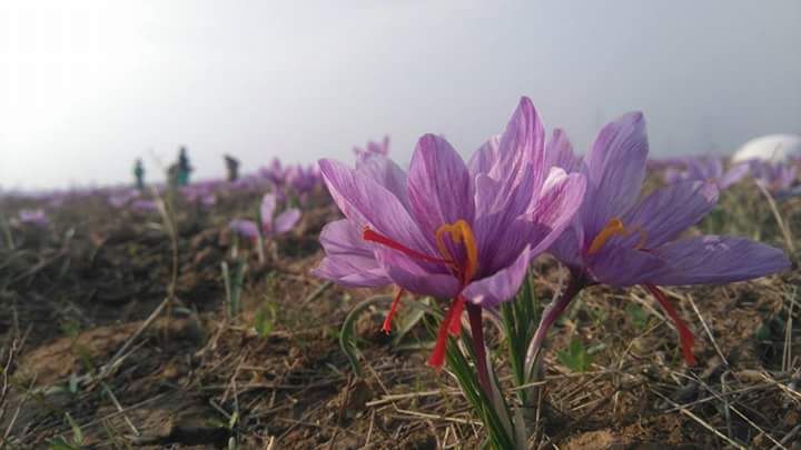 Kashmiri Saffron 06