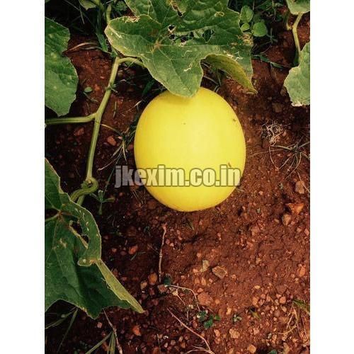 Sona 2 Muskmelon Seeds
