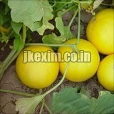 Sona Muskmelon Seeds 1