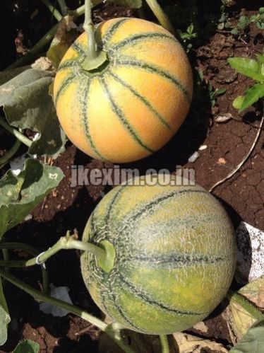 Sagar 60 Muskmelon Seeds 1