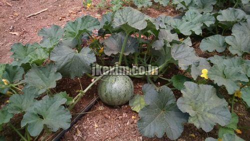 Sagar 60 Muskmelon Seeds 3