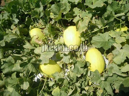 Jhanvi Muskmelon Seeds 2