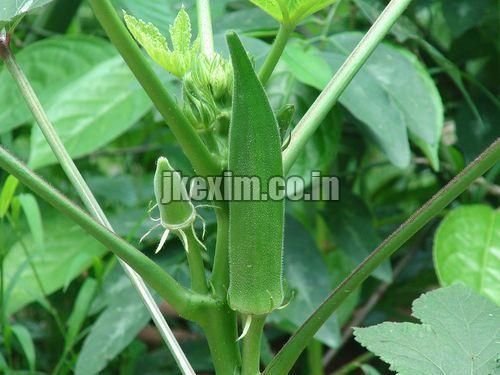 Bhindi Sagar 15 Seeds 2