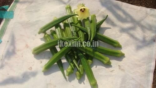 Bhindi Yashoda Seed 2