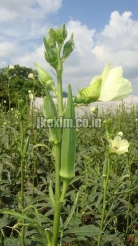 Bhindi Yashoda Seed 3