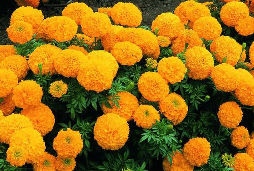 Fresh Yellow Marigold Flowers