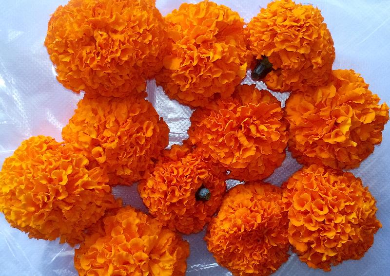 Marigold orenge flower