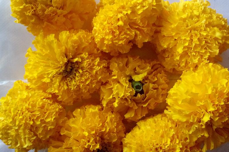Marigold Yellow flower