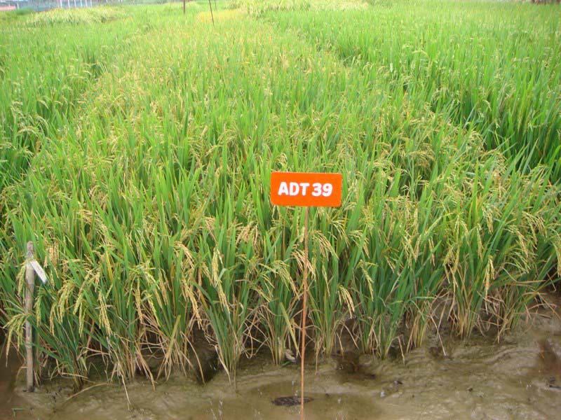 ADT 39 Ponni Rice 02