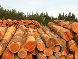 Douglas Fir Softwood Logs