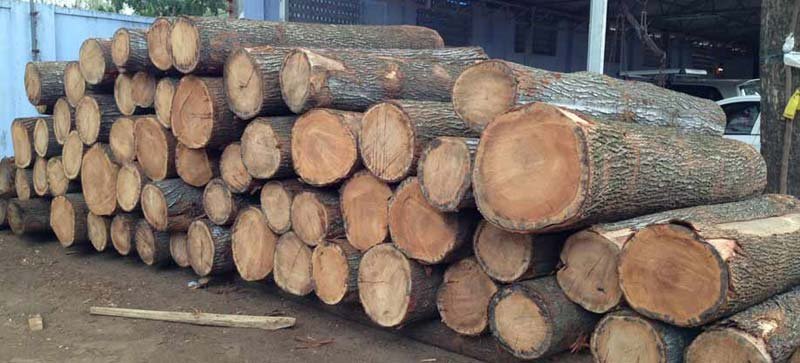 Gmelina Wood Logs