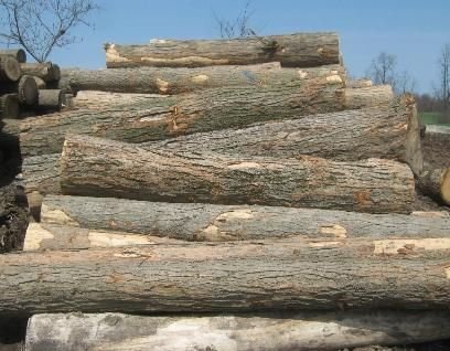 Hard Maple Wood Logs