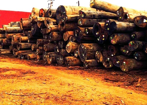 Kapur Wood Logs