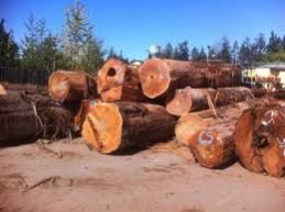 Western Red Cedar Wood Logs