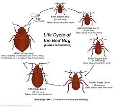 Bed Bug Control Treatment Services 01