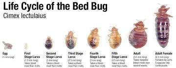 Bed Bug Control Treatment Services 02