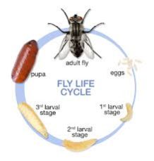 Flies Control Treatment Service 01