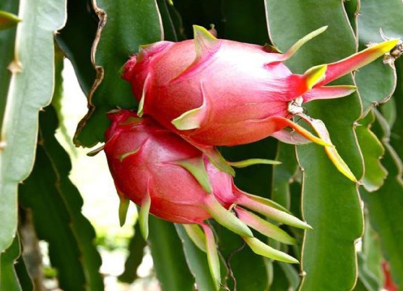 Dragon Fruit 02