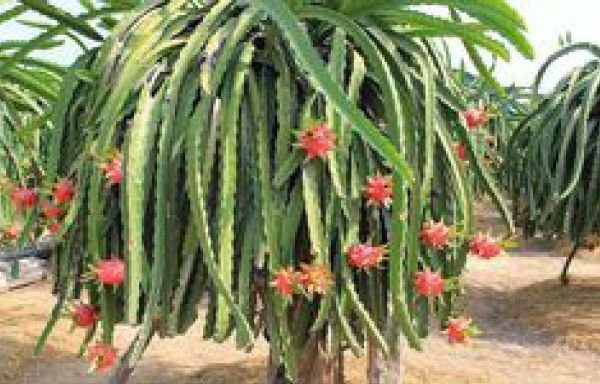 Dragon Fruit 05