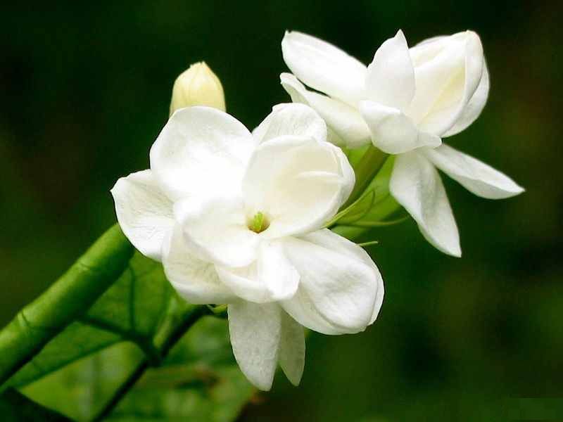 Fresh Jasmine Flower 01