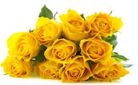 Fresh Yellow Rose Flower