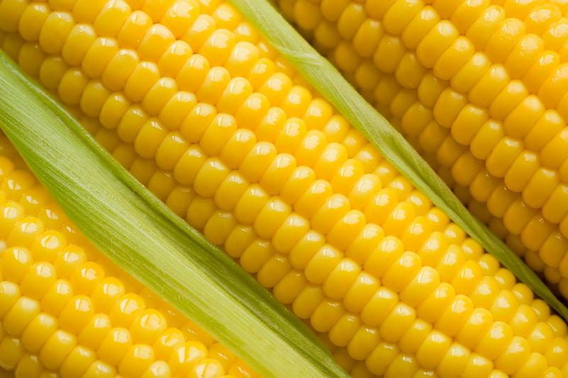 Yellow Corn 01