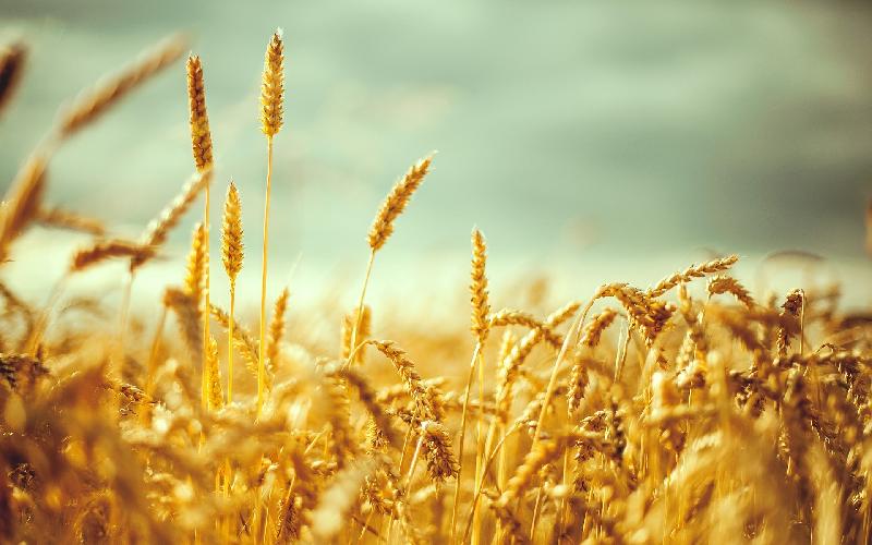 Wheat Grain 01