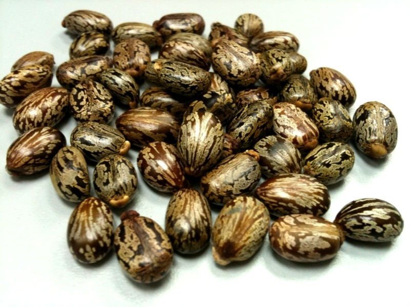 Castor Seeds 01