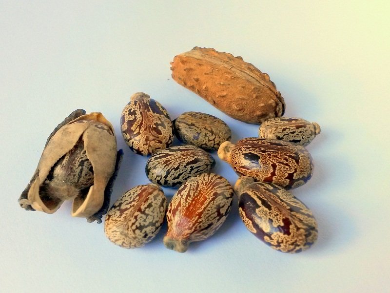 Castor Seeds 02