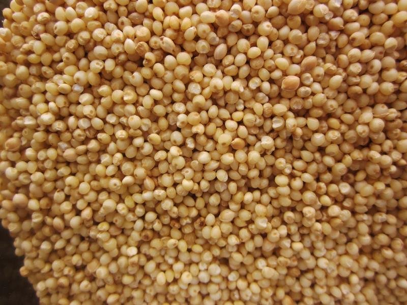 Millet Seeds 01
