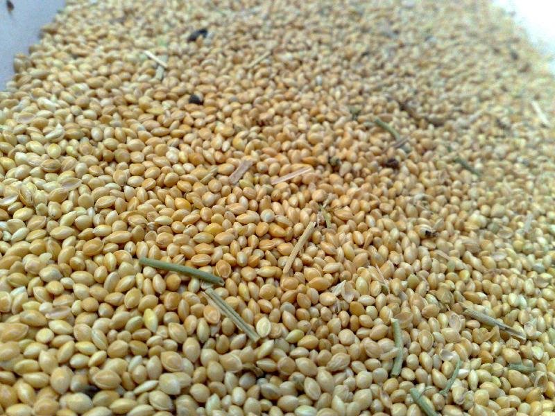 Millet Seeds 03