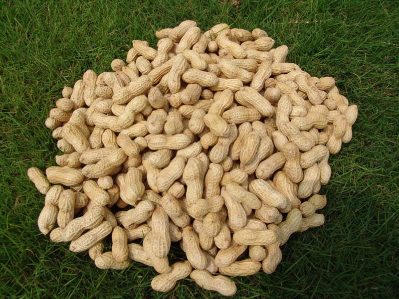 Shelled Groundnuts 02