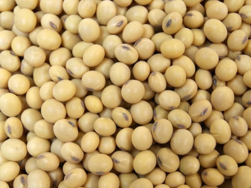 Soybean Seeds 01